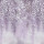 Lilac Lilac