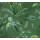Green Green