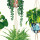 Parakeet Parakeet