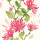 Cerise Cerise