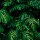 Emerald Emerald