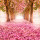 Rose Pink Rose Pink