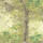 Forest Forest