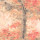Geranium Geranium