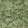 Forest Forest